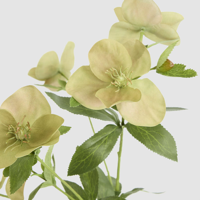 Artificial Helleborus Flower Spray Green 72cm Green - FLORA DESIGNS