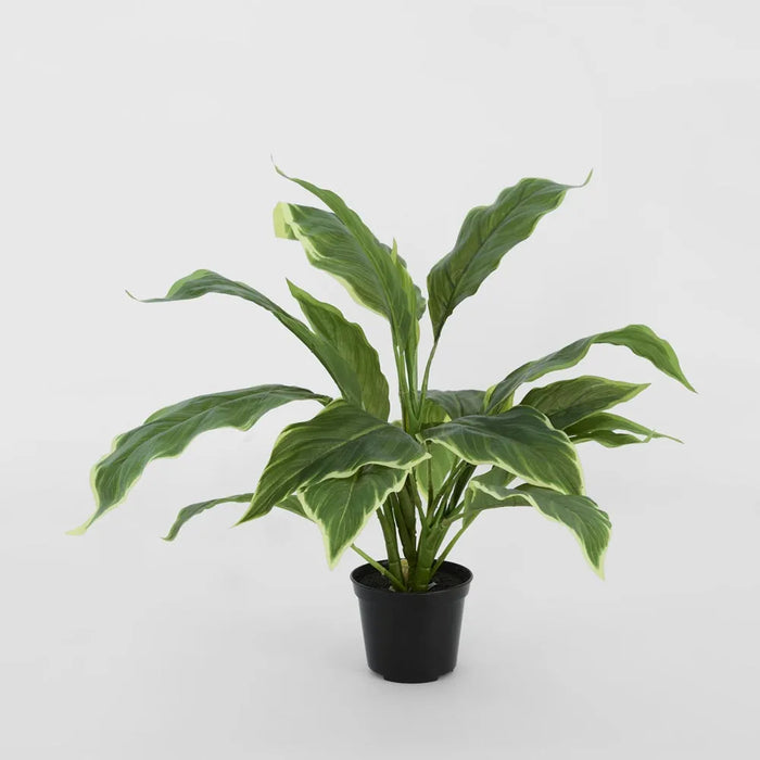 Hosta Plant In Pot Real Touch 45cm Set of 6