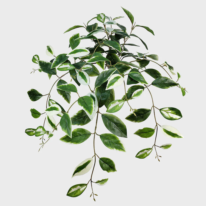 Hoya Hanging Bush 66cm Green and White Pack of 4