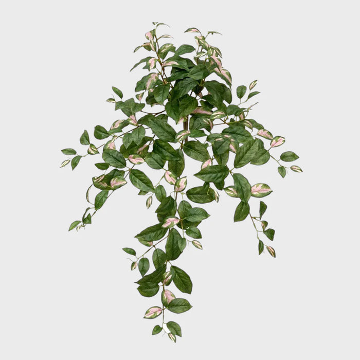 Hoya Hanging Bush 78cm Green and Pink Pack of 2