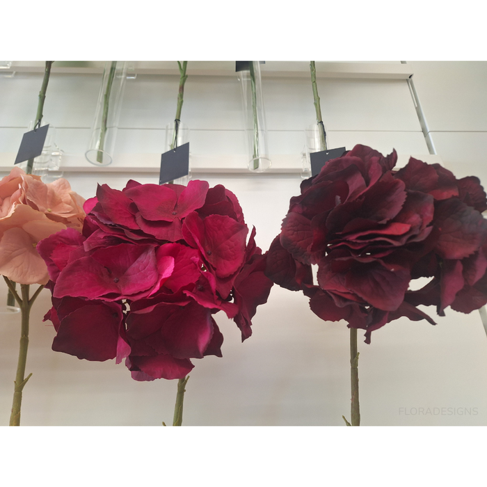 Hydrangea Fuschia Pink Set of 12