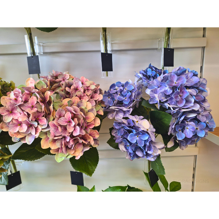 Hydrangea Bush Lavender Blue 50cm Pack of 12
