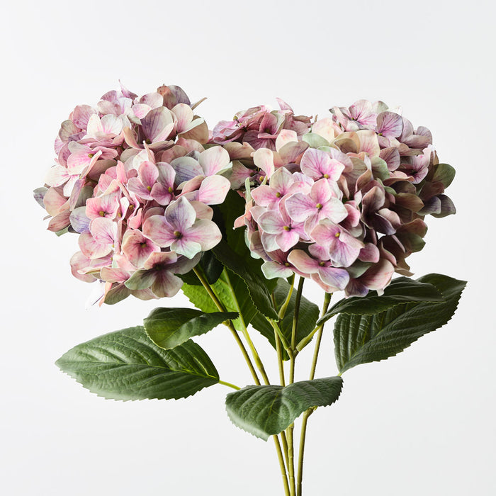Hydrangea Bush Mauve Green 50cm Pack of 12