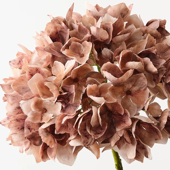 Hydrangea Coffee 47cm Set of 12