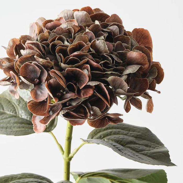 Hydrangea Stem Chocolate Brown, 66cm Pack of 12