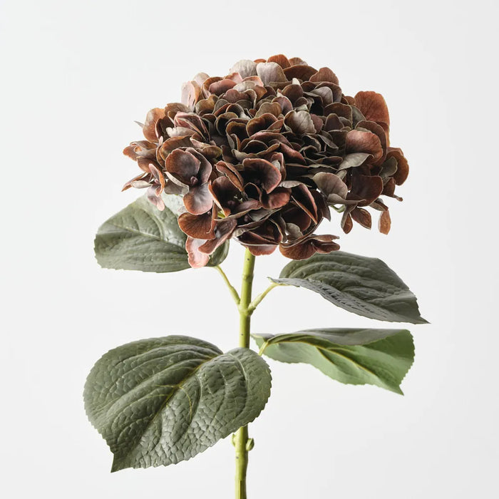 Hydrangea Stem Chocolate Brown, 66cm Pack of 12