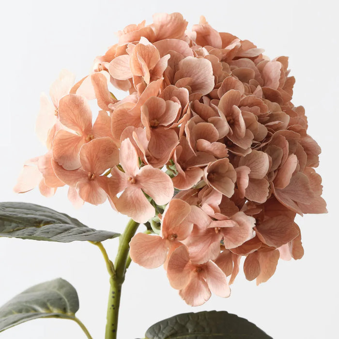 Hydrangea Stem Coffee Cream, 66cm Pack of 12