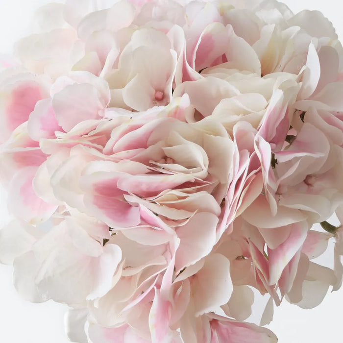 Hydrangea Without Leaf 63cm Cream Pink, Pack of 6