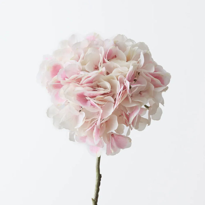 Hydrangea Without Leaf 63cm Cream Pink, Pack of 6