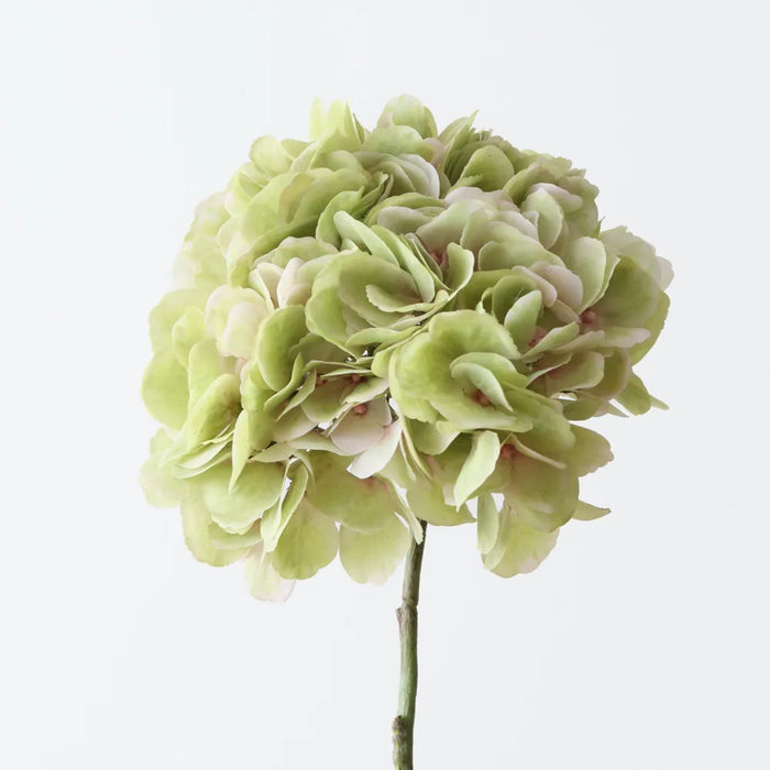 Hydrangea Without Leaf 63cm Green, Pack of 6