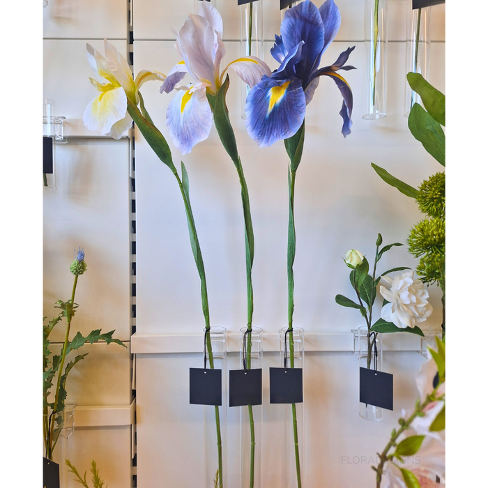 Iris Dutch White Yellow 78cm - Pack of 12