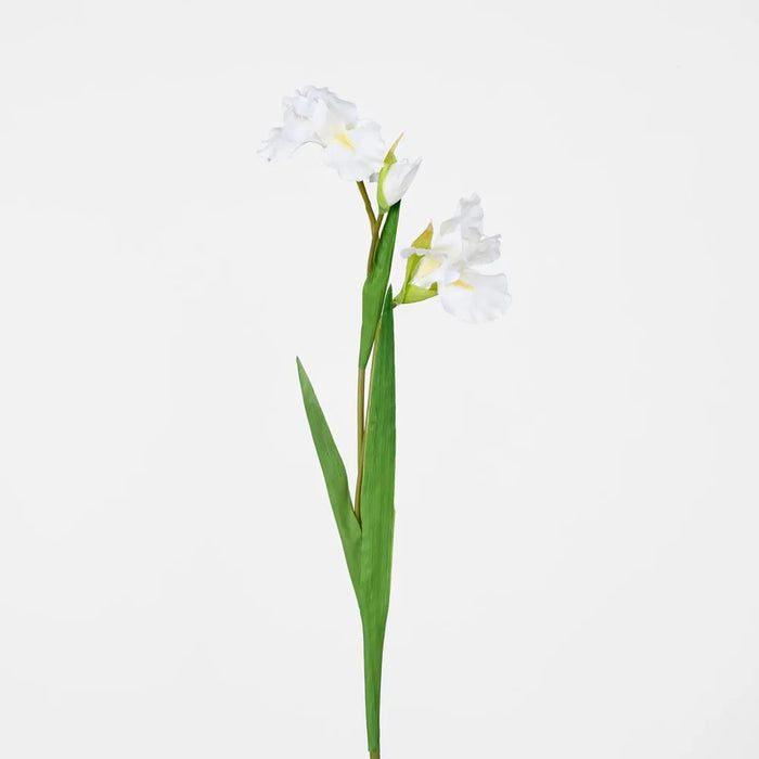 Iris Stem White 77cm Pack of 12