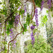 Artificial Wisteria Garland Purple 200cm Purple - FLORA DESIGNS