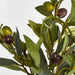 Artificial Olive Leaf Bush with Olives 38cm Green - FLORA DESIGNS