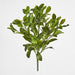 Artificial Fagraea Ceilanica Bush Green 50cm Green - FLORA DESIGNS
