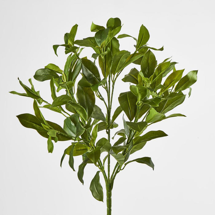 Artificial Fagraea Ceilanica Bush Green 50cm Green - FLORA DESIGNS