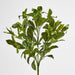 Artificial Fagraea Ceilanica Bush Green 50cm Green - FLORA DESIGNS
