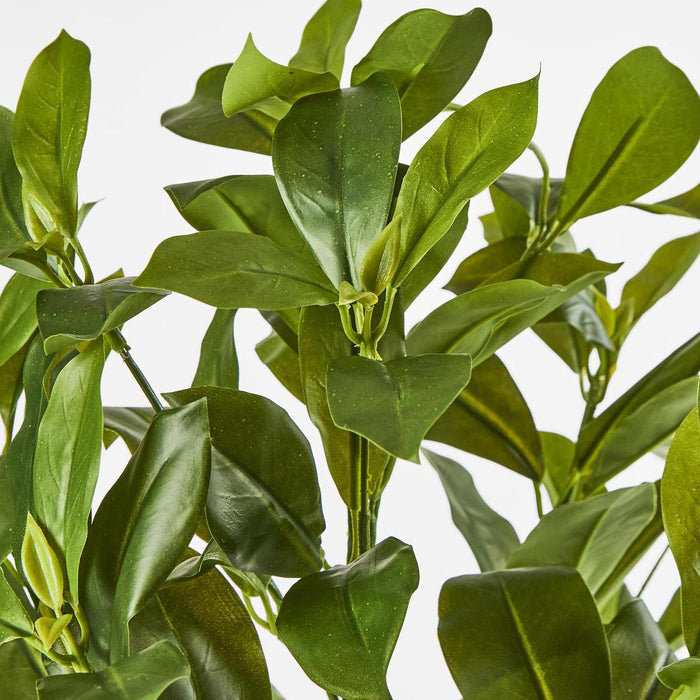 Artificial Fagraea Ceilanica Bush Green 50cm Green - FLORA DESIGNS