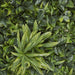 Artificial Green 100X100Cm Greenery Mat 100cm Green - FLORA DESIGNS