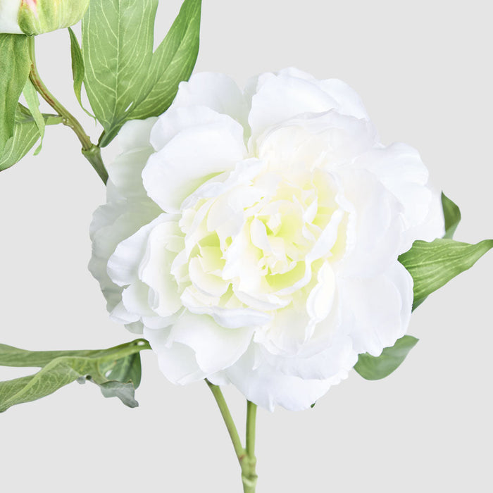 Artificial Peony Floral Stem White 69cm White - FLORA DESIGNS