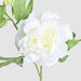 Artificial Peony Floral Stem White 69cm White - FLORA DESIGNS