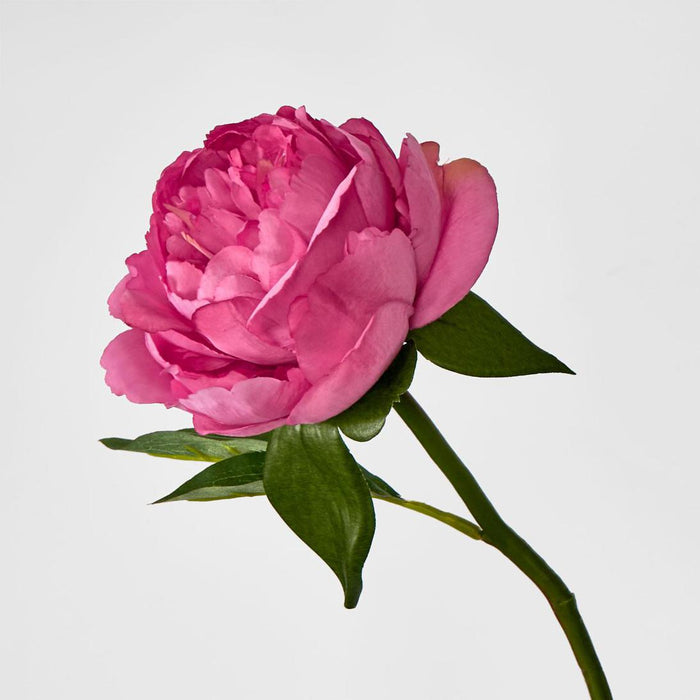 Artificial Peony Short Stem Dark Pink 33cm Red - FLORA DESIGNS