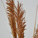 Artificial Pampas Grass Spray Brown 119cm Brown - FLORA DESIGNS