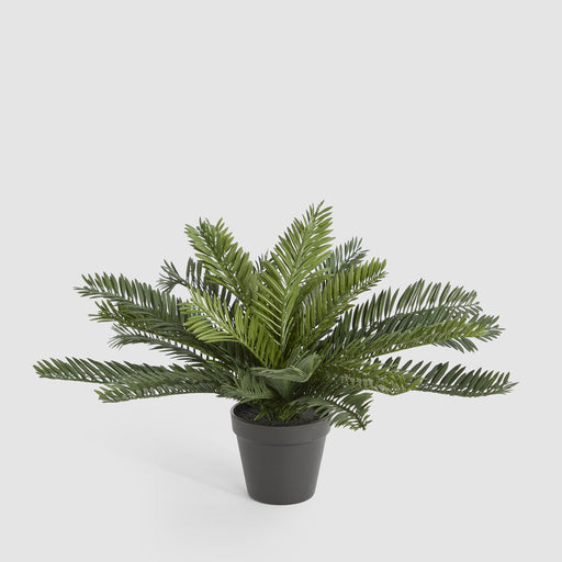 Artificial Mini Cycas Fern in Black Pot 41cm Green - FLORA DESIGNS