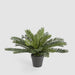 Artificial Mini Cycas Fern in Black Pot 41cm Green - FLORA DESIGNS