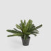 Artificial Mini Cycas Fern in Black Pot 41cm Green - FLORA DESIGNS