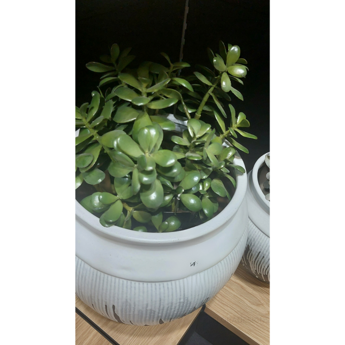 Jade Plant Green 55cm