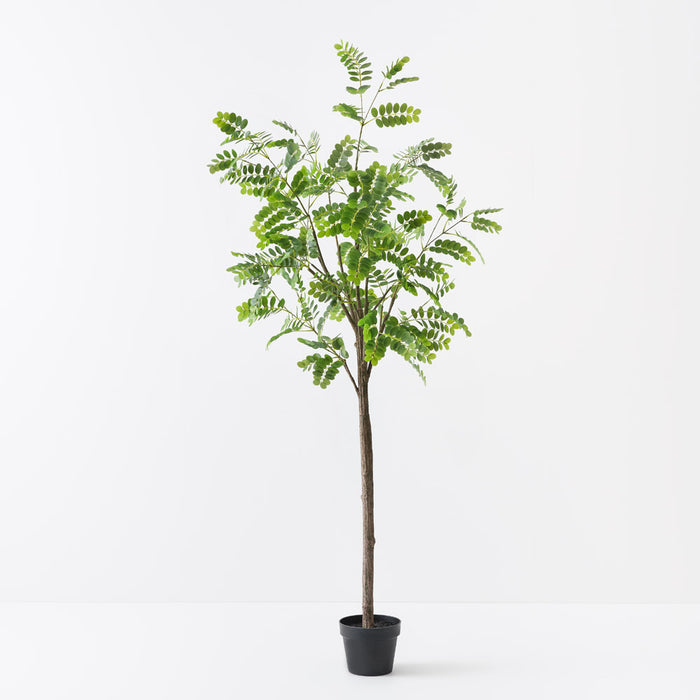 Japanese Pagoda Tree Green 180cm