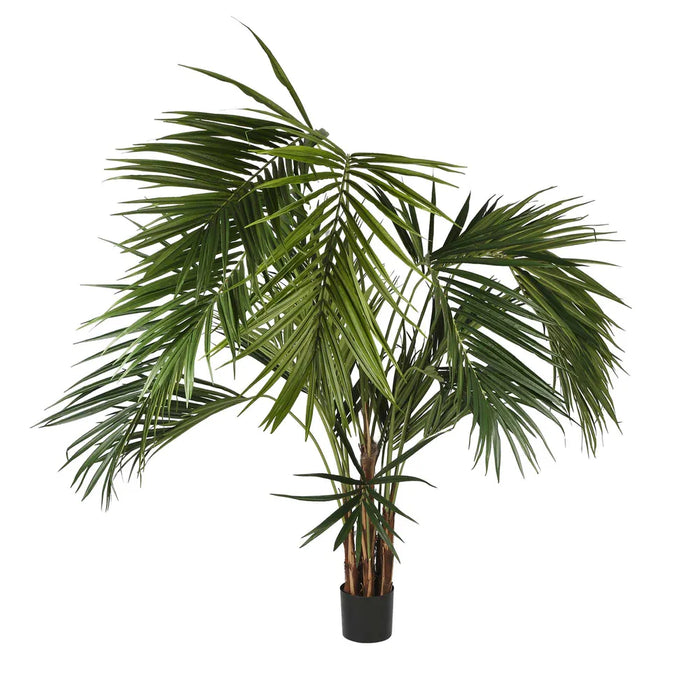 Kentia Palm Tree 250cm