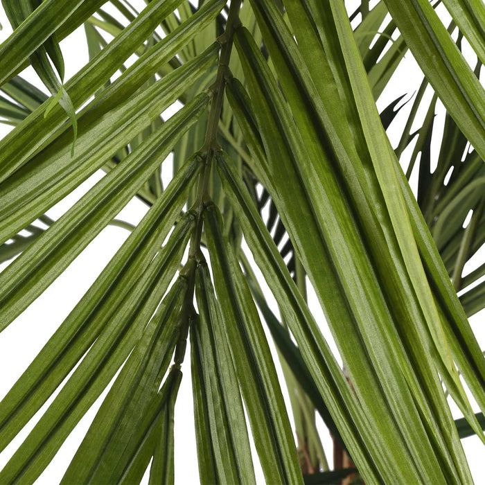 Kentia Palm Tree 250cm