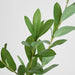 Artificial Ruscus Leaf Spray Green 101cm Green - FLORA DESIGNS