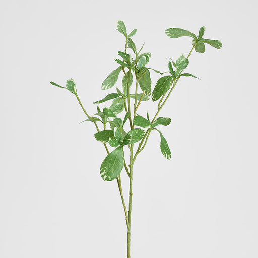 Artificial Pittosporum Leaf Spray Variegated 75cm Green - FLORA DESIGNS