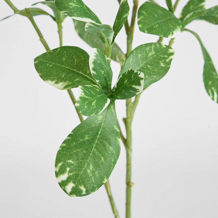 Artificial Pittosporum Leaf Spray Variegated 75cm Green - FLORA DESIGNS