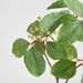 Artificial Leaf Seed Spray Green 80cm Green - FLORA DESIGNS