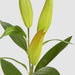 Artificial Lily Bud Stem 96cm Green - FLORA DESIGNS