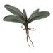 Artificial Phalaenopsis Orchid Leaf Green 22cm Green - FLORA DESIGNS