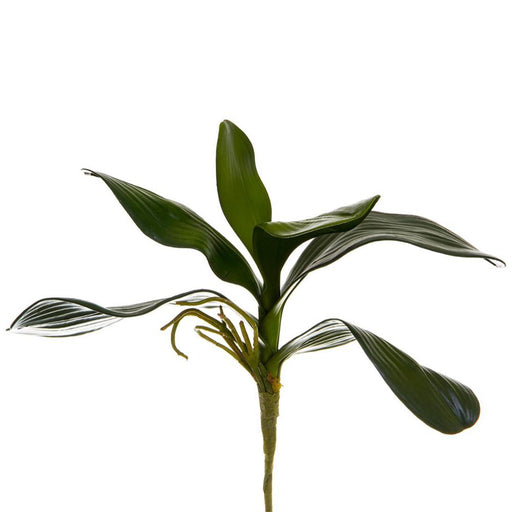 Artificial Orchid Leaf Cluster Green 35cm Green - FLORA DESIGNS