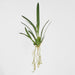 Artificial Spider Orchid Leaf W Roots Green 65cm Green - FLORA DESIGNS