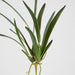 Artificial Spider Orchid Leaf W Roots Green 65cm Green - FLORA DESIGNS