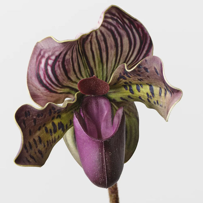 Lady Slipper Orchid 48cm Eggplant Purple Green Pack of 12