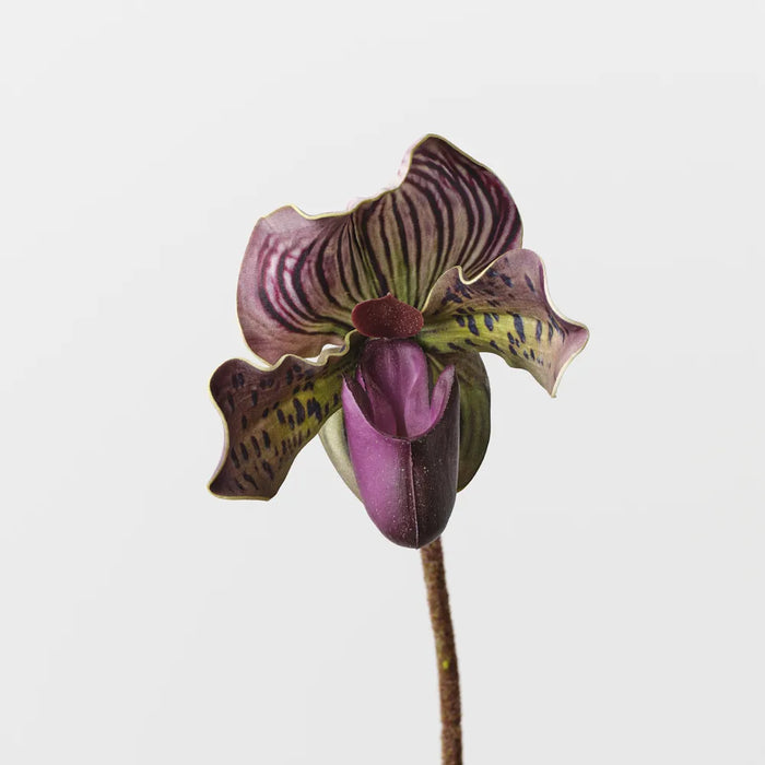 Lady Slipper Orchid 48cm Eggplant Purple Green Pack of 12