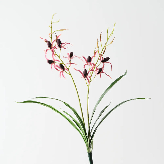Lady Slipper Orchid Bush 75cm Burgundy Red Pack of 6