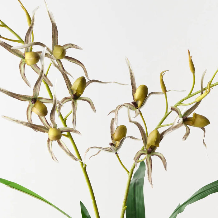 Lady Slipper Orchid Bush 75cm Grey Green Pack of 6