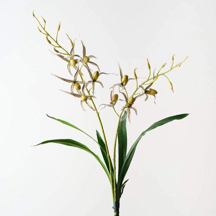 Lady Slipper Orchid Bush 75cm Grey Green Pack of 6