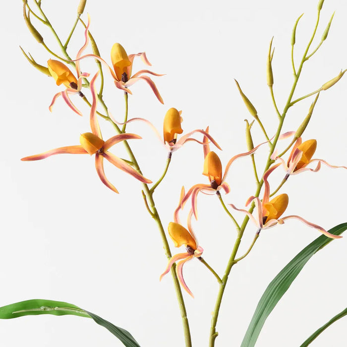 Lady Slipper Orchid Bush 75cm Mustard Blush Orange Pack of 6