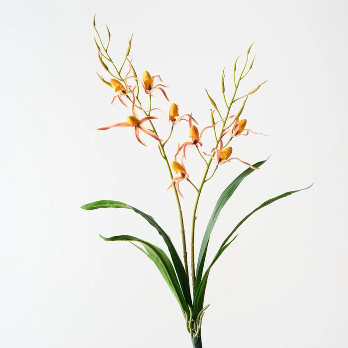 Lady Slipper Orchid Bush 75cm Mustard Blush Orange Pack of 6